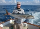 King mackerel i megaformat.