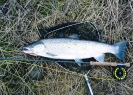 4 kg sydkust