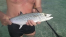 Spansk makrill