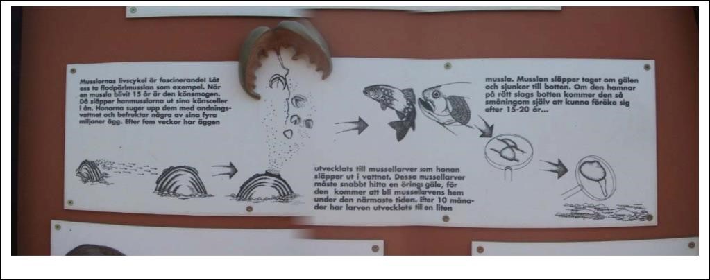 Plansch